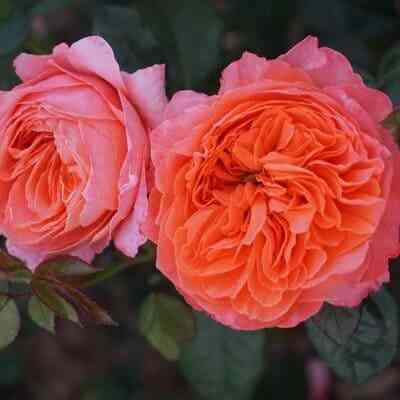 marks-zhubili.jpg Маркс Жубиле (Marc's Jubilee)