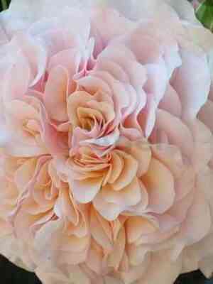 marlen-sharell-marlene-charell_optimized.jpg Марлен Шарелл (Marlene Charell)