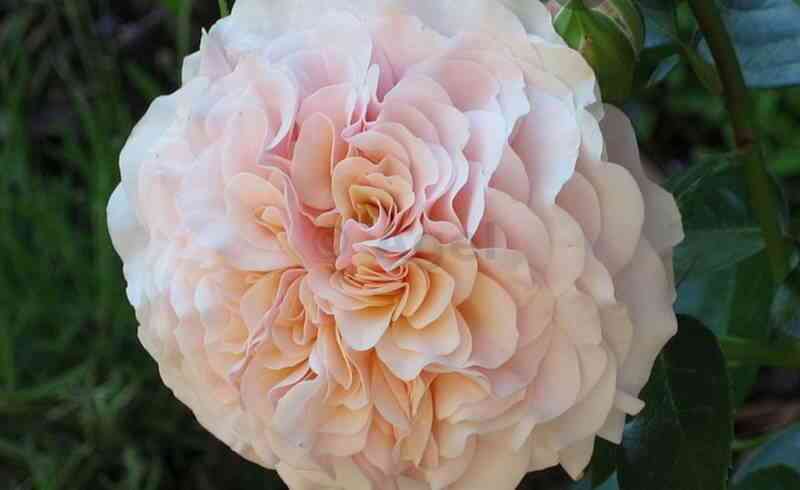 marlen-sharell-marlene-charell_optimized.jpg Марлен Шарелл (Marlene Charell)