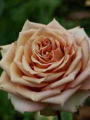 Марракеш (Marrakech)