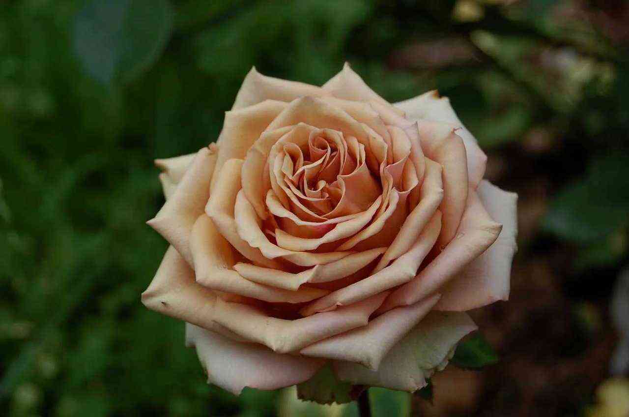 Марракеш (Marrakech)