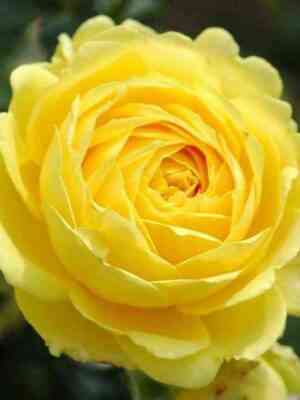 Марселисборг Кастл (Marselisborg Castle)