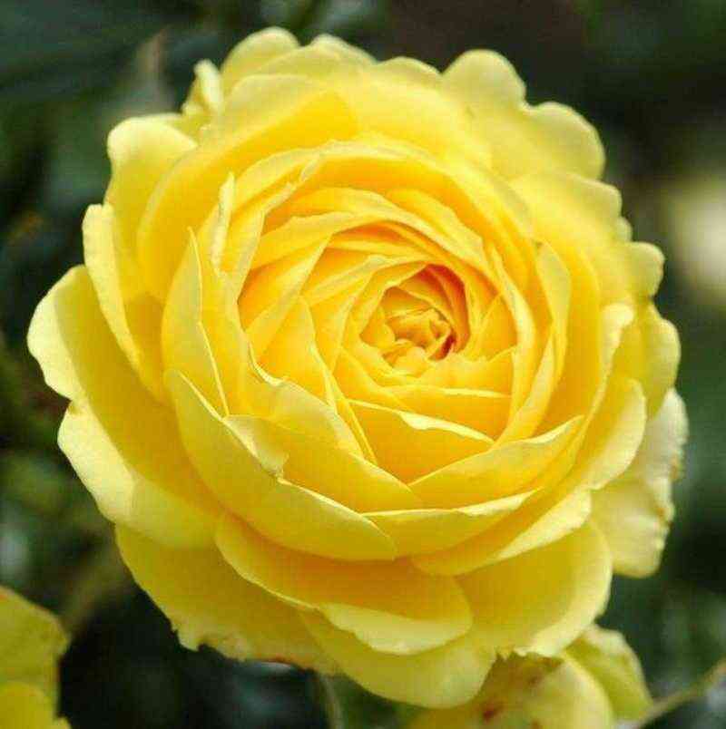 marselisborgkastl_marselisborgcastle_optimized.jpg Марселисборг Кастл (Marselisborg Castle)