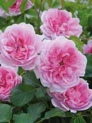 Мартин Фробишер (Martin Frobisher)