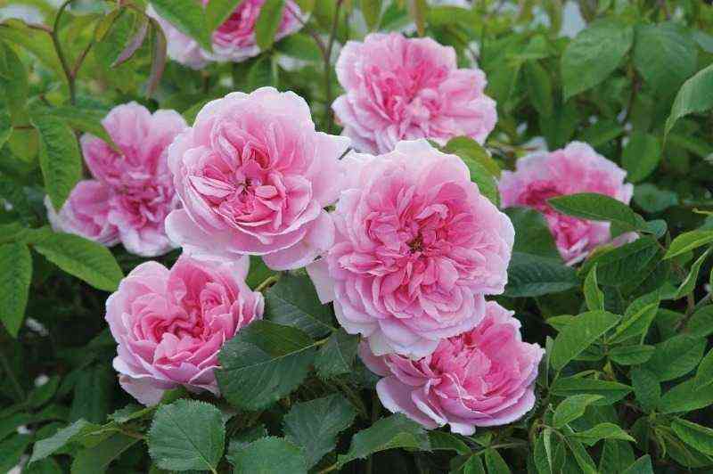 martin-frobisher.jpg Мартин Фробишер (Martin Frobisher)