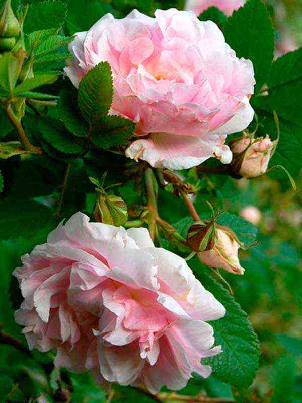 martin-frobisher1.jpg Мартин Фробишер (Martin Frobisher)