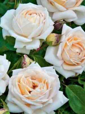 martin-gijo.jpg Мартина Гийо (Martine Guillot)