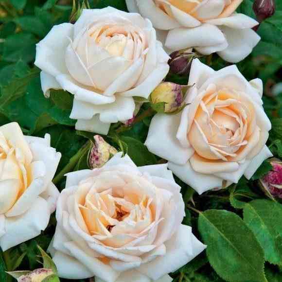 Мартина Гийо (Martine Guillot)