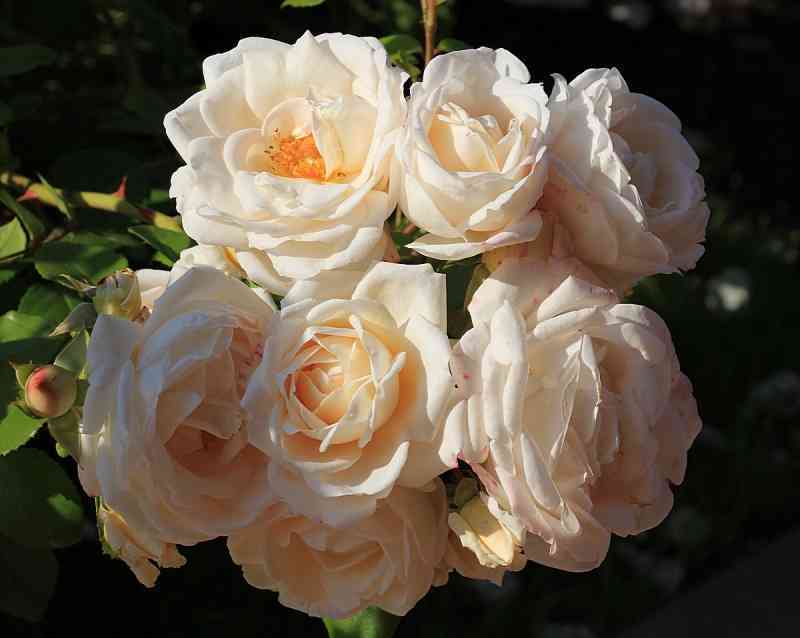 Мартина Гийо (Martine Guillot)