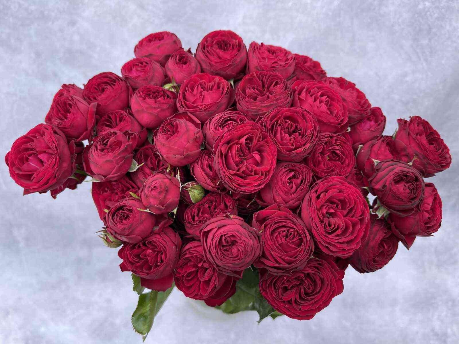 marun.jpg Марун (Maroon)