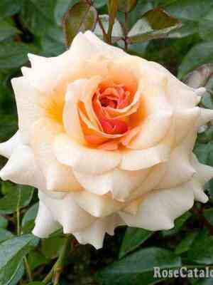 Маржолен (Marjolaine)