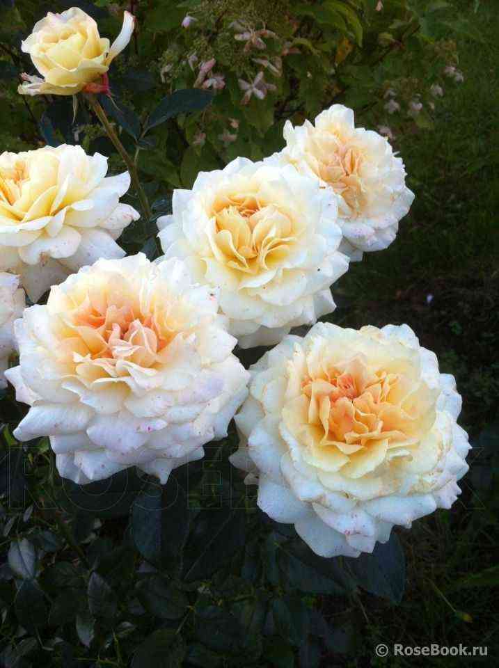 Маржолен (Marjolaine)