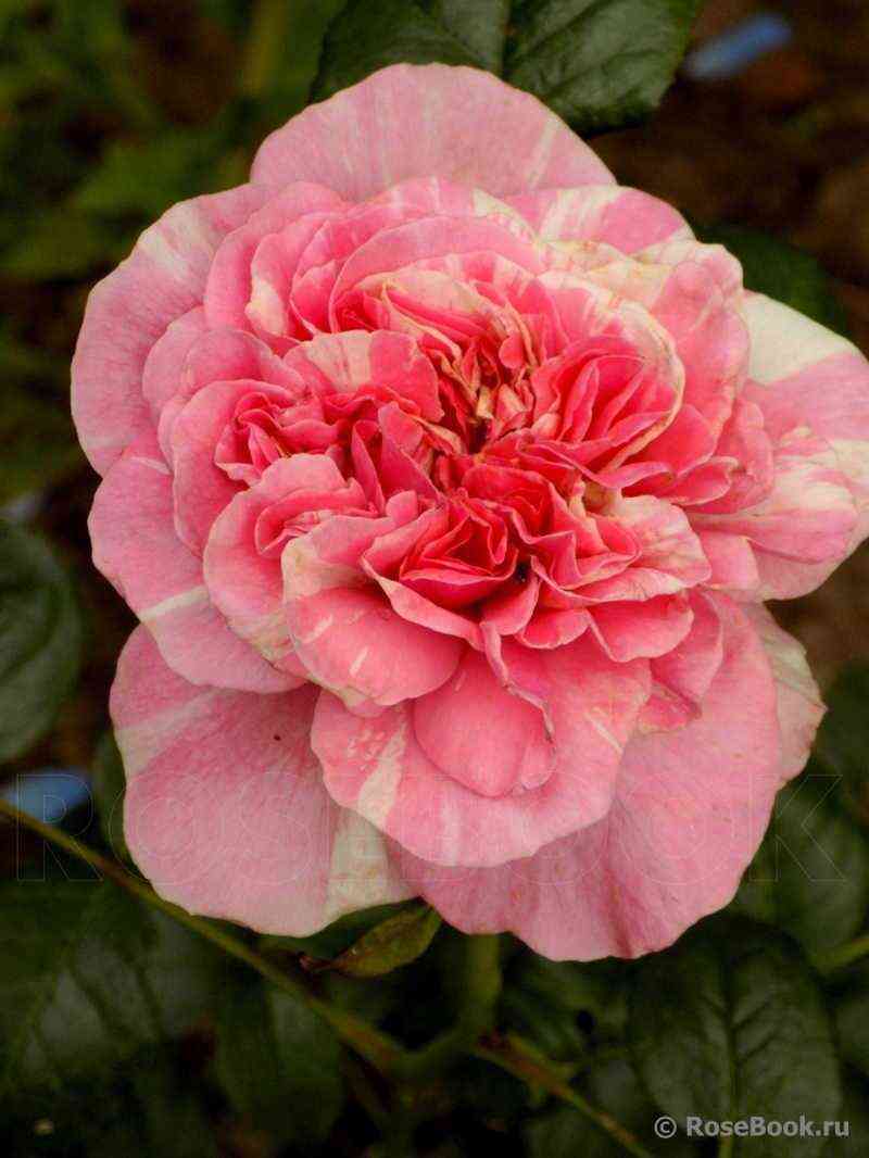 Маскаре (Mascaret)