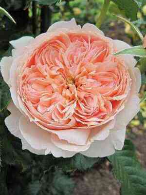 Масора (Masora)