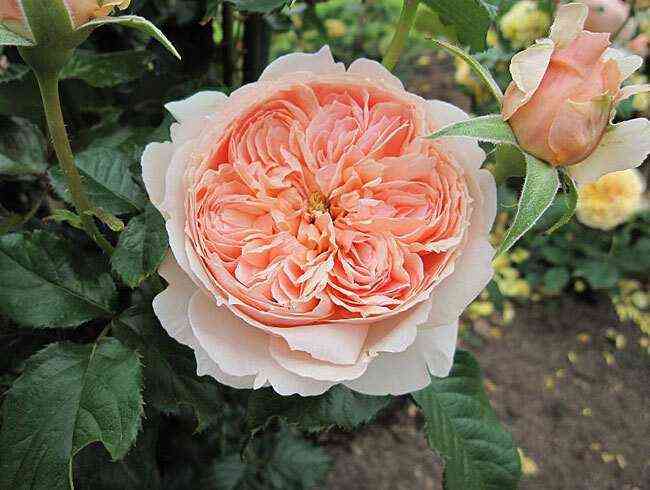 Масора (Masora)