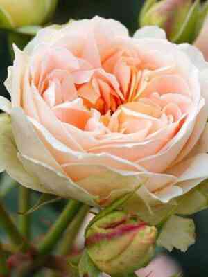 matias-klaudis.jpg Матиас Клаудиус (Matthias Claudius)