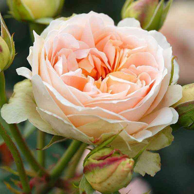 Матиас Клаудиус (Matthias Claudius)