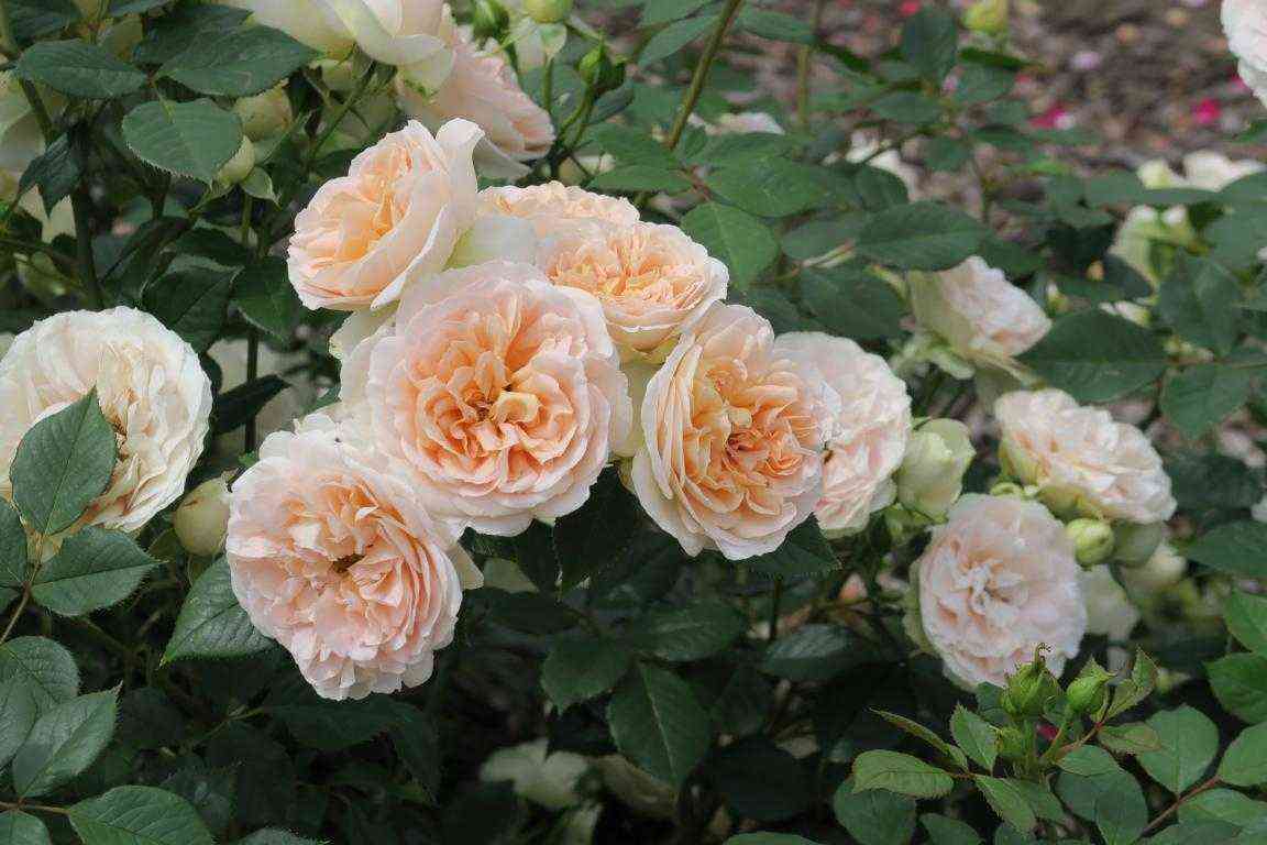 Матиас Клаудиус (Matthias Claudius)