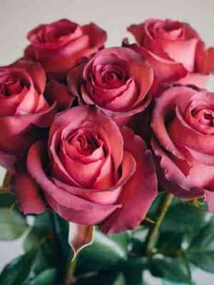 Матильда (Matilda)