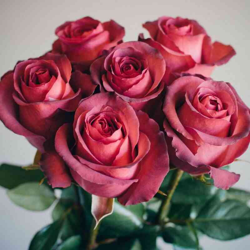 matilda.jpg Матильда (Matilda)