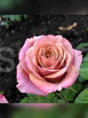 medzhik_sil_ver.jpg Мэджик Сильвер (Magic Silver)