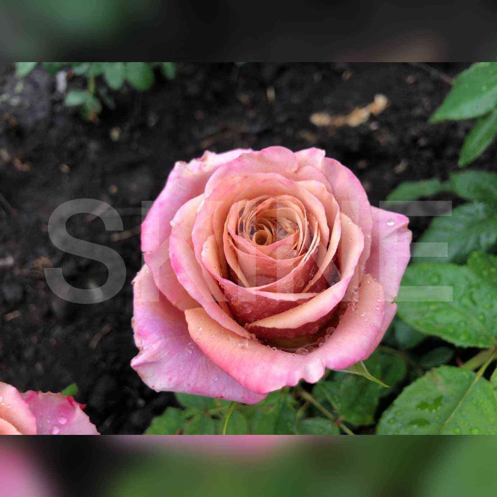 Мэджик Сильвер (Magic Silver)