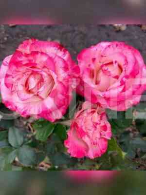 Меджик Таймс (Magic Times)