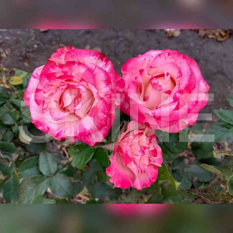 Меджик Таймс (Magic Times)