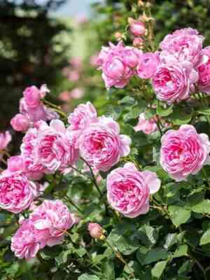 Мэйд Марион (Maid Marion)