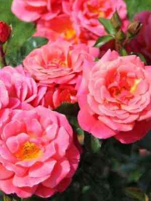 Мелюзина (Melusina)