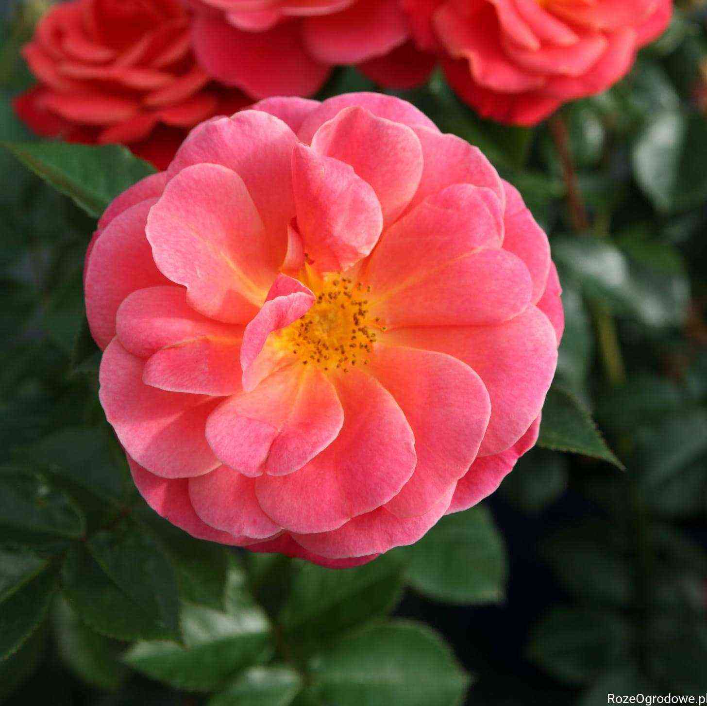 Мелюзина (Melusina)