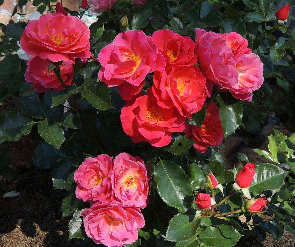 Мелюзина (Melusina)