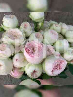 mensfild_park.jpg Мэнсфилд Парк (Mansfield Park)