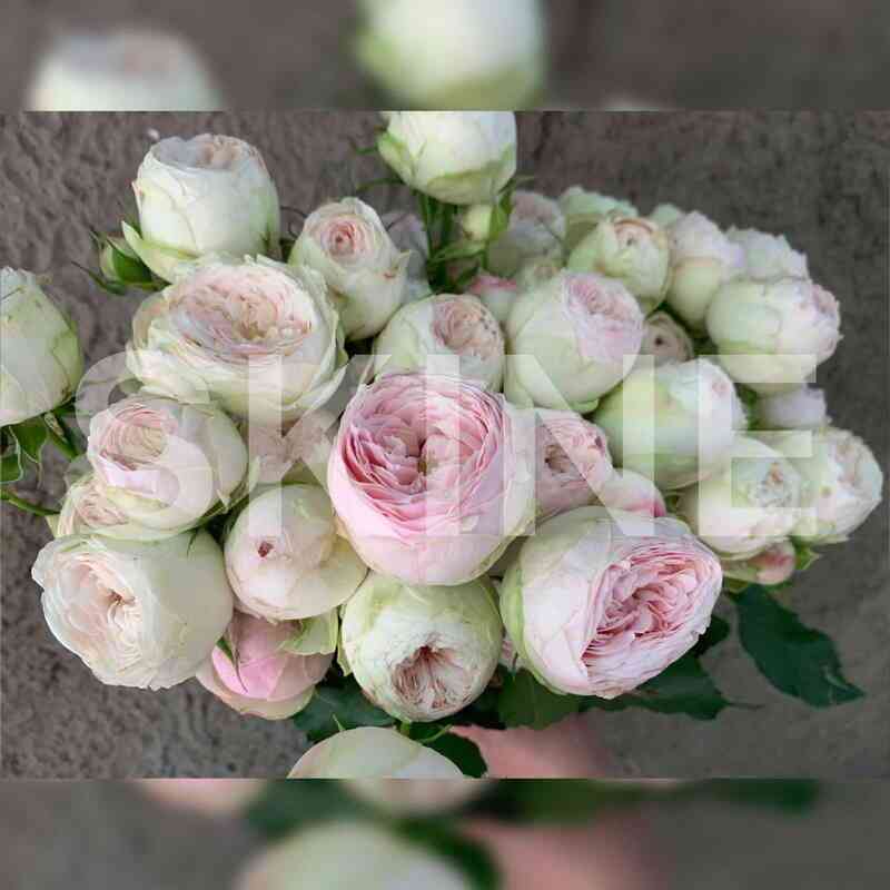 Мэнсфилд Парк (Mansfield Park)