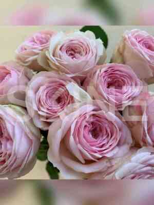 mensfild_park_pink.jpg Мэнсфилд Парк Пинк (Mansfield Pink Park)