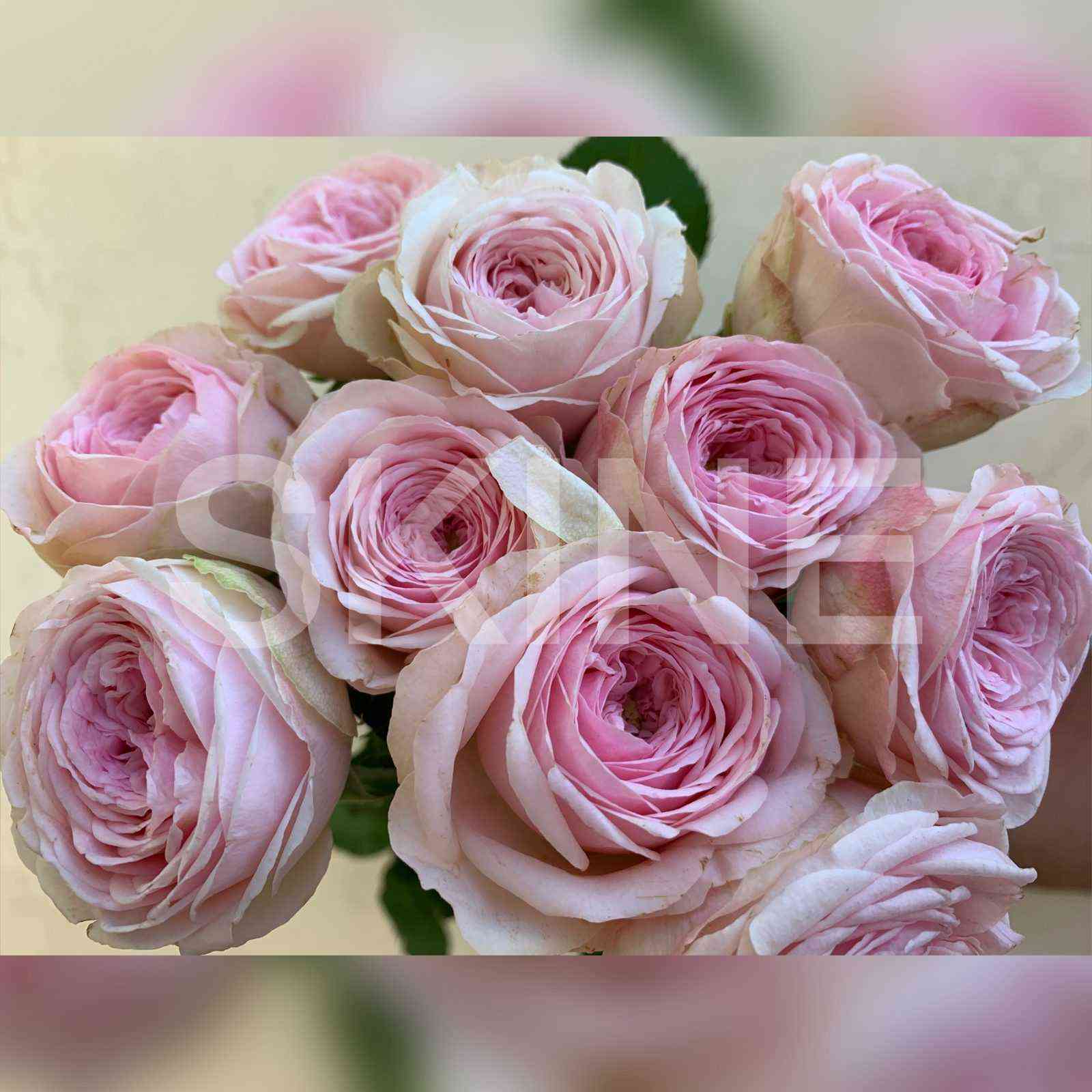 Мэнсфилд Парк Пинк (Mansfield Pink Park)