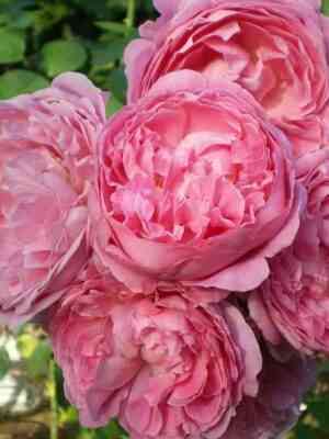 Мэри Роз (Mary Rose)