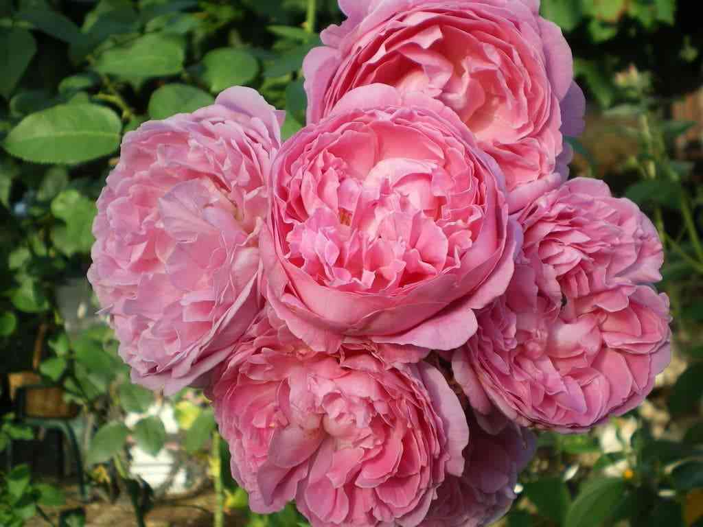 meri-roz.jpg Мэри Роз (Mary Rose)