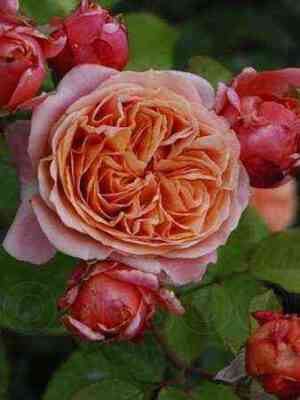 Мэри Энн (Mary Ann)