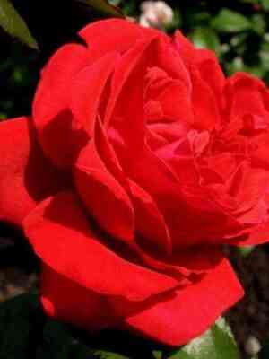 Мессир Дельбар (Messire Delbard)