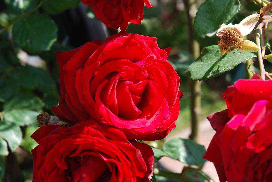 messir-delbar1.jpg Мессир Дельбар (Messire Delbard)