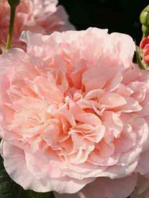 metamorfoza-metamorfose_optimized.jpg Метаморфоза (Metamorfose)