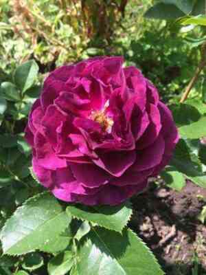 midnajtblyu_midnightblue_optimized.jpg Миднайт Блю (Midnight Blue)