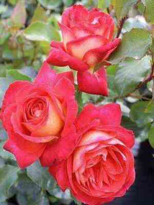 Мидсаммер (Midsummer)