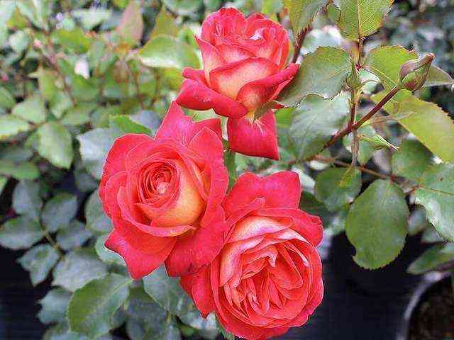 Мидсаммер (Midsummer)