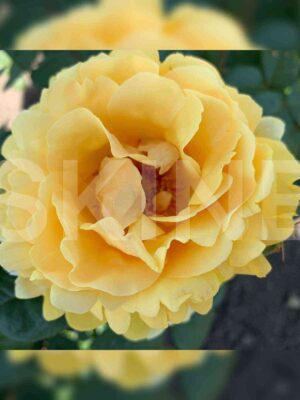 Микеланджело (Michelangelo)