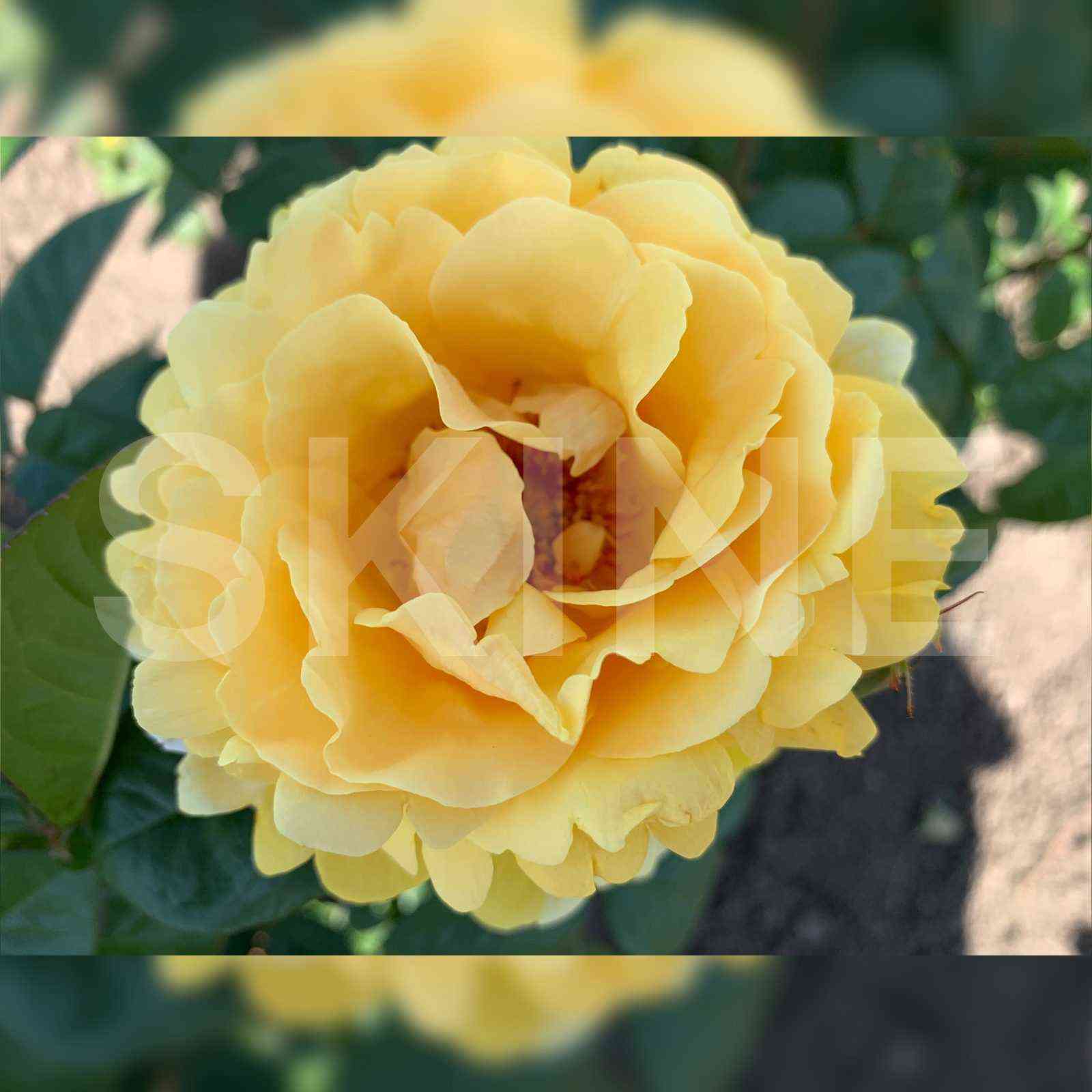 Микеланджело (Michelangelo)