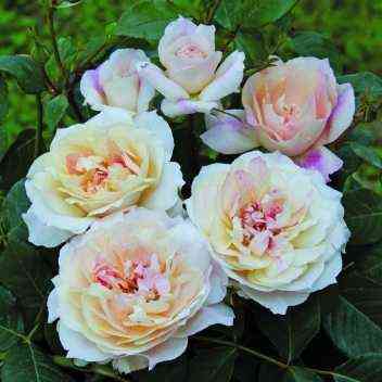 mikol-fontana.jpg Миколь Фонтана (Micol Fontana)