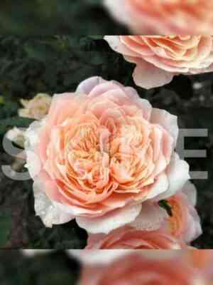 Микото (Mikoto)