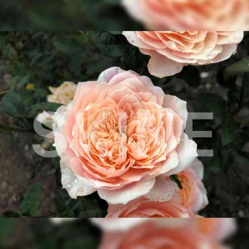 Микото (Mikoto)